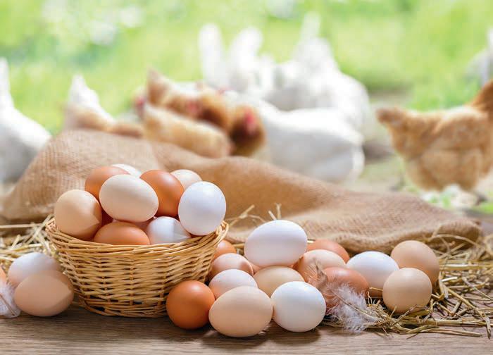 Why it's vital that laying hens have a balanced diet