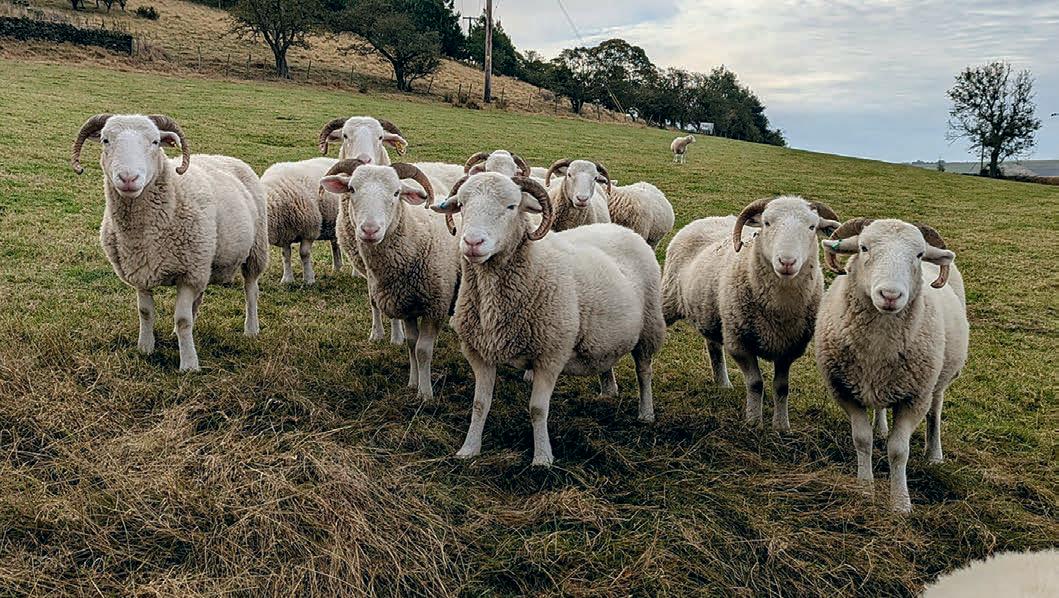 Smallholding profile: Naturally Woodland