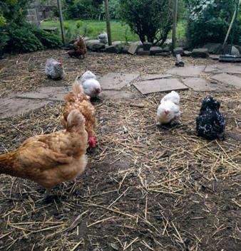 The springtime pecking order