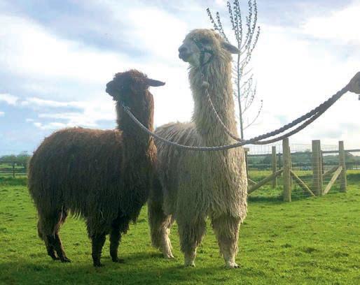 Welcome to our feature on alpacas!