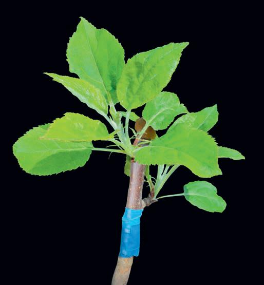 All About Grafting - an historic form of propagation