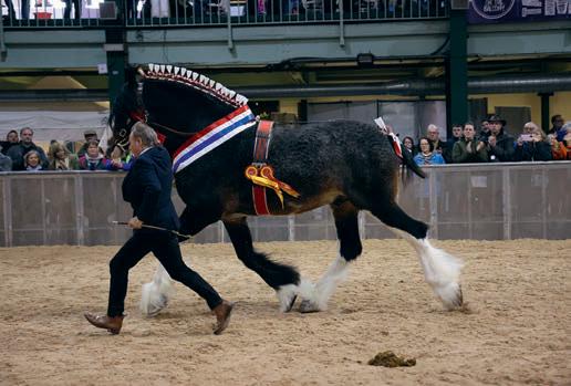 Meet the Shire Horse Society