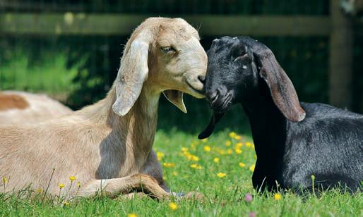 You've got a friend in me Bonding amongst goats