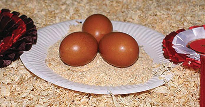 The Marans are famous for their dark brown and often speckled eggs