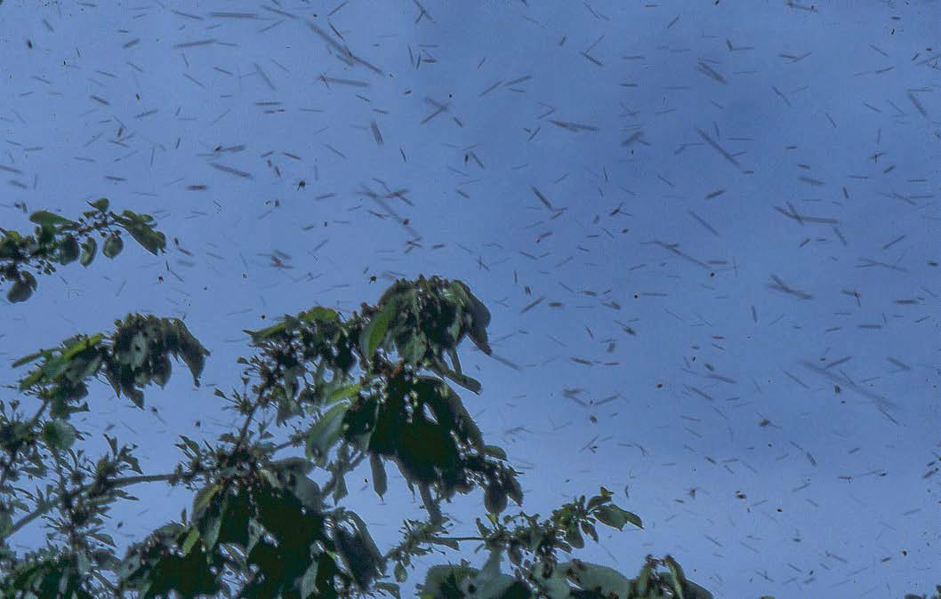 It's important for a beekeeper to really understand why bees swarm