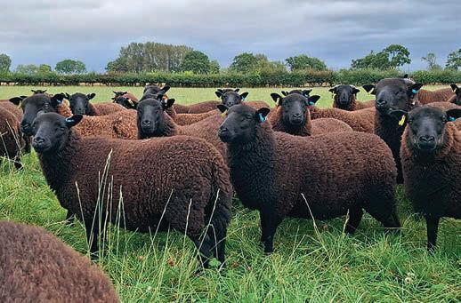 How to reduce the risk of new arrivals