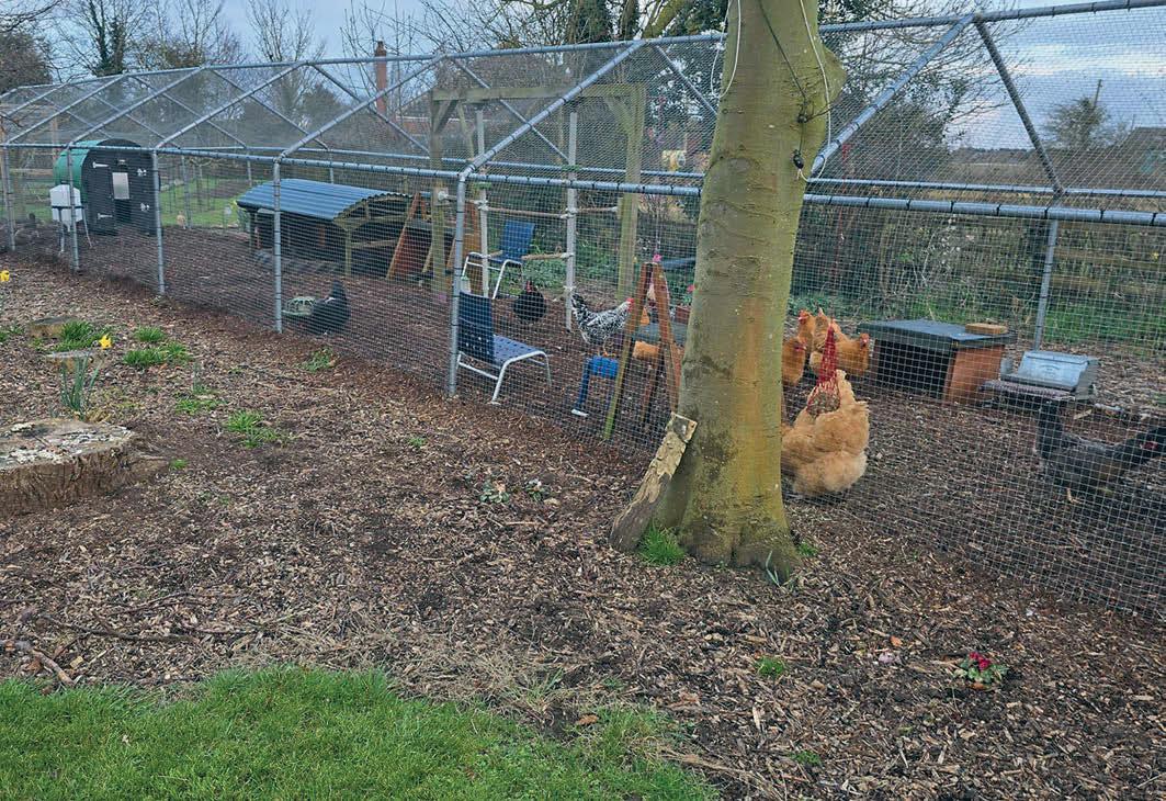 Chicken Boredom Busters can keep your chickens safe as well as entertained.