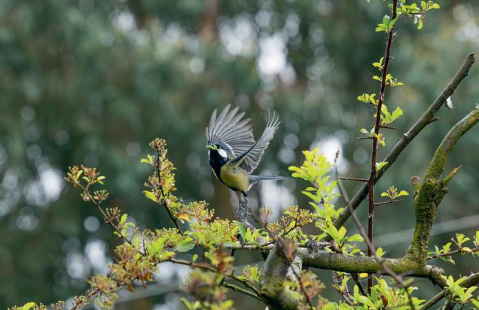 Escape to the woods - How to own your dream woodland in the UK