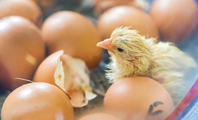 From newly hatched to four months, what your chicks need