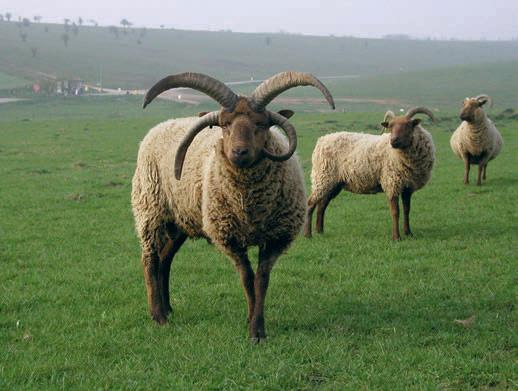 Which rare breeds have made gains and which need your help?