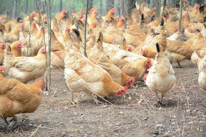 What a changing climate can mean to all our chickens