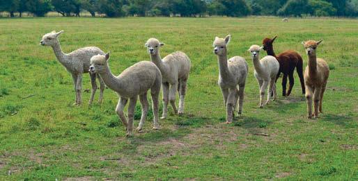 Bluetongue virus restricted zone extended to all of England on 1 July 2025