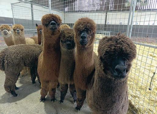 Inside the world of a busy alpaca stud