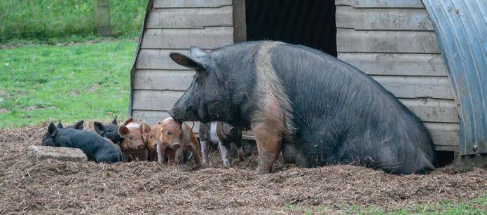The Animal and Plant Health Agency (APHA advice on Escherichia coli septicaemia