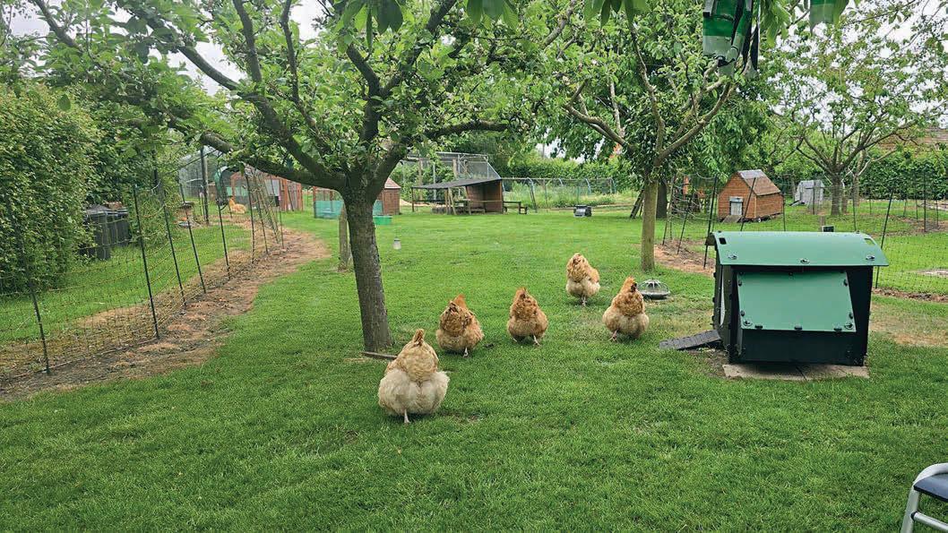 Poultry Housing Orders