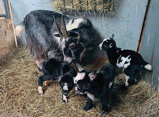 You're Kidding - welcoming baby goats into the world