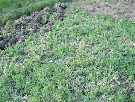 Make the most of summer on the veg patch