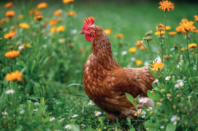 How you can make changes for a super summer with your chickens