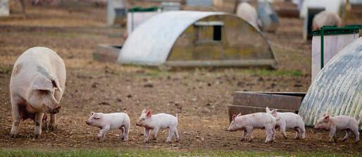 New plans from the UK Government to safeguard animal welfare standards welcomed by the RSPCA
