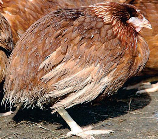 How to recognise and control internal parasites