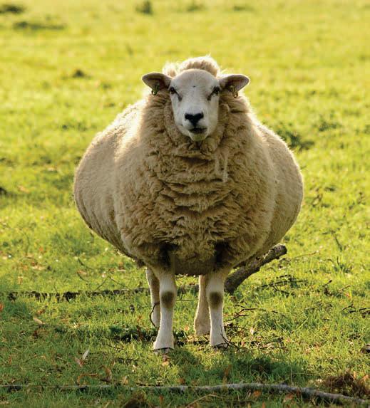 Farmers voices wanted in vet-led ewe vaginal prolapse study