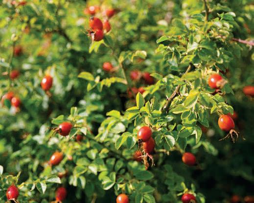 Make your own Rosehip Syrup