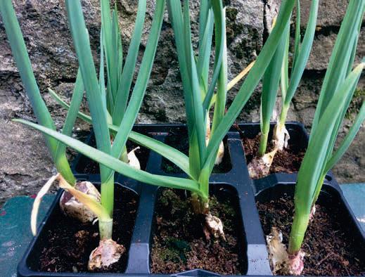 Growing Great Garlic