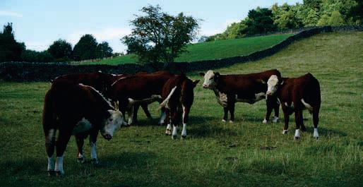SCOPS and COWS welcome BVA's latest policy