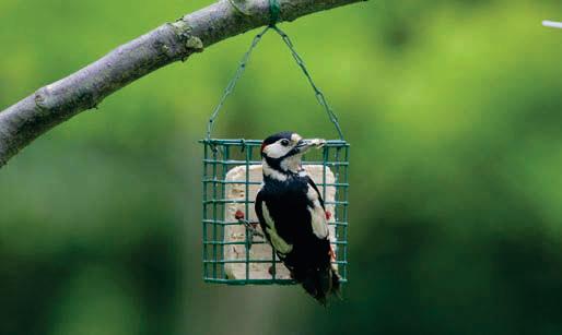 Helping birds in a changing climate