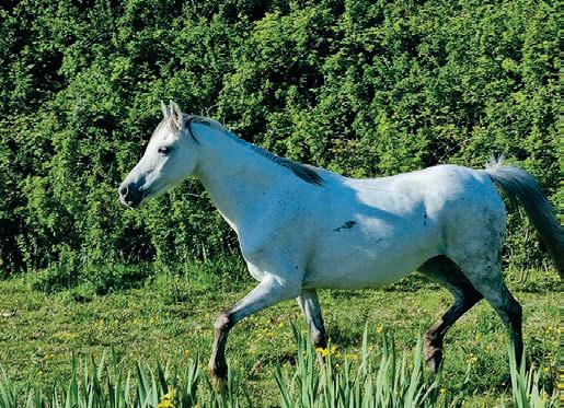 Our native ponies are admired worldwide but how are they doing?