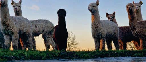 Inside the world of a busy alpaca stud