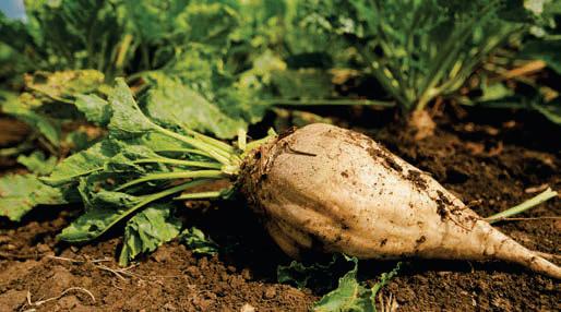 A family favourite chicken pie for colder days