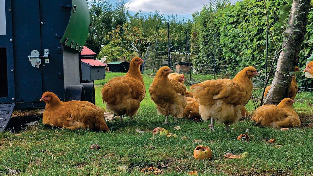What Do You Need to Start Keeping Chickens