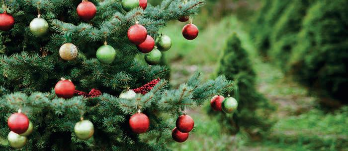 Picking the perfect present for countryside people