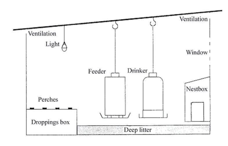 Understanding your chicken's respiratory system for good welfare