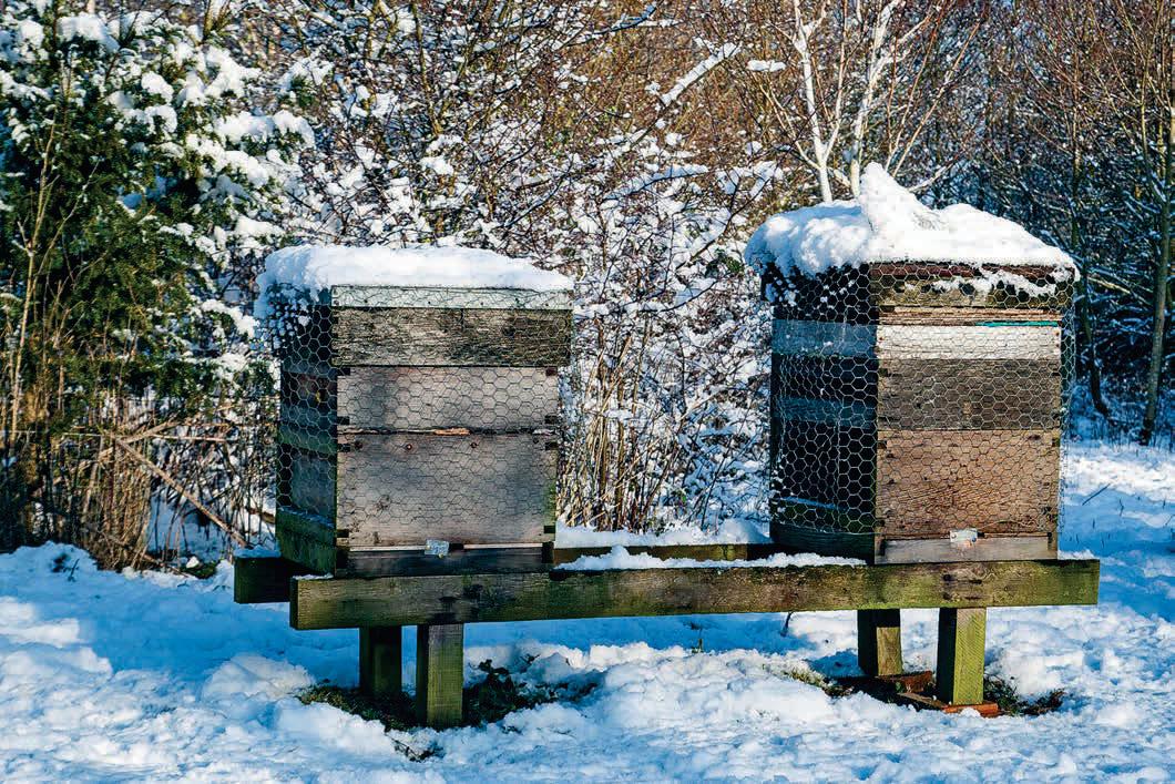Final Preparations for winter in your apiary