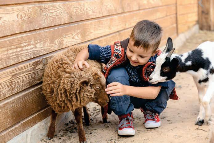 Title Feeding pet goats and sheep this autumn