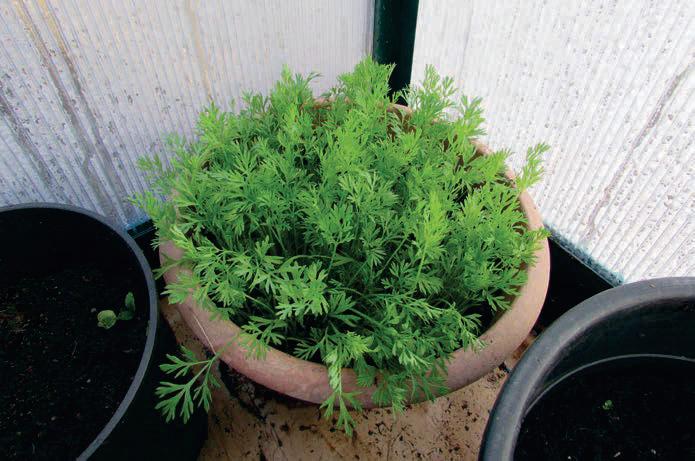Bite-size Carrots for Christmas?