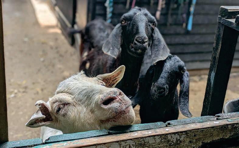 What makes a goat, The GOAT?