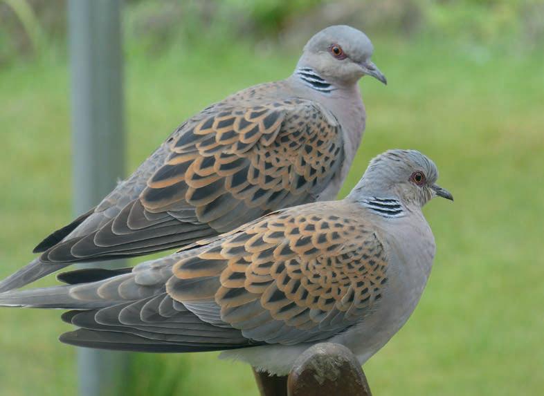 Showing our Turtle Doves some love this Christmas