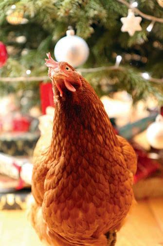 Cluckin' around the Christmas tree