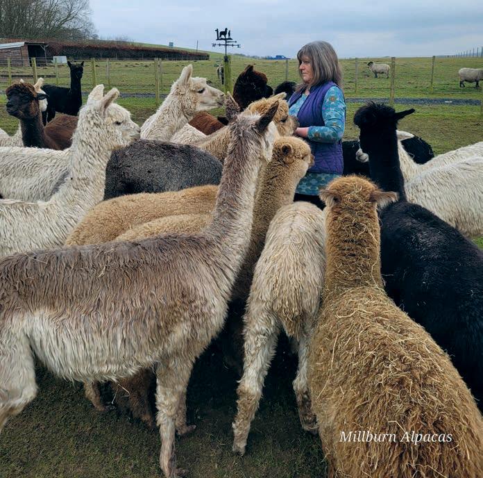 Meet Millburn Alpacas where the fleece is turned into home-spun yarn