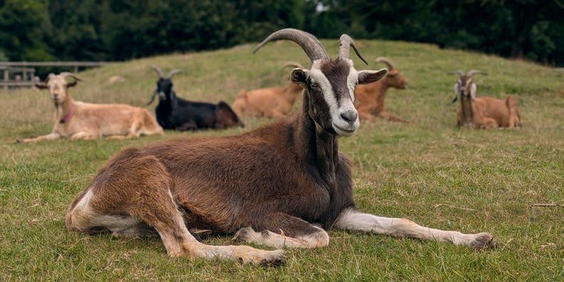 Are Goats Right for You?