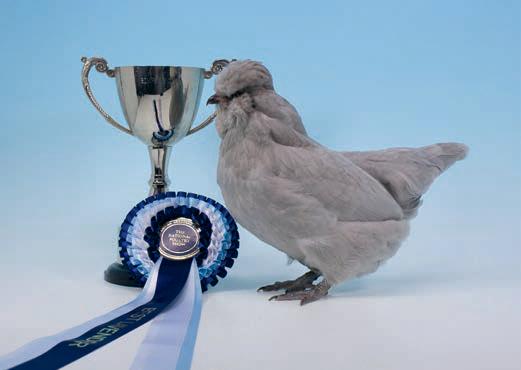 Possible poultry shows on the horizon