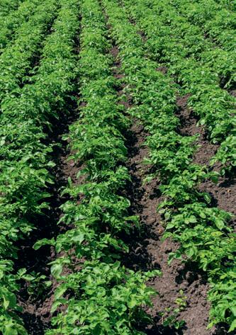 Why potatoes deserve a bigger place on our plates