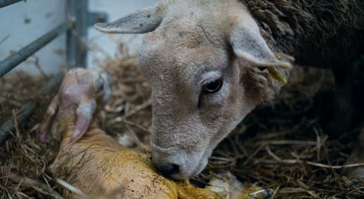 Lambing List now open for delivery
