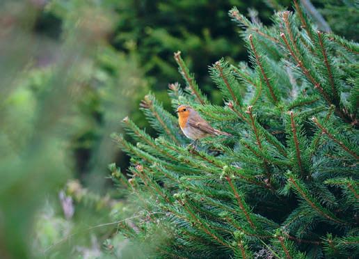 Putting a star on the best of British trees and wreaths