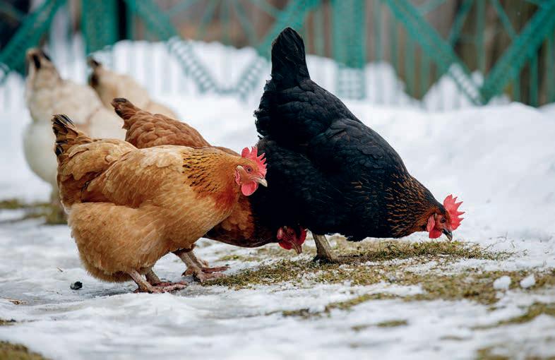 Winter livestock feeding: how to manage different animals on a smallholding