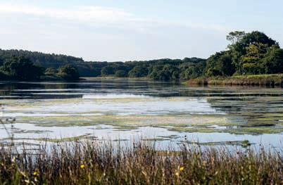 Sun, Sea, Sailing and Smallholding on the Isle of Wight