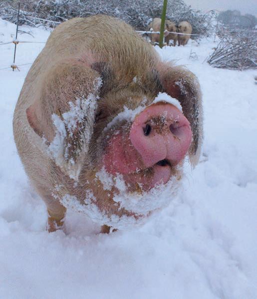How to enjoy winter pig keeping
